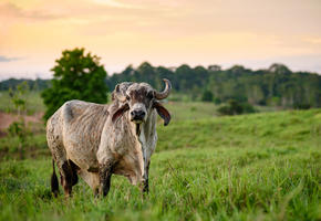 Photo of bull in field. Trees in backdrop.