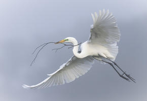 picture of egret