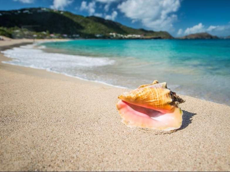 Cockleshell Bay Beach