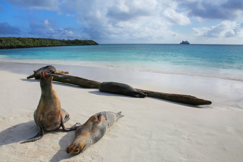 Galapagos sea lions on the beach at Gardner Bay, Espanola Island