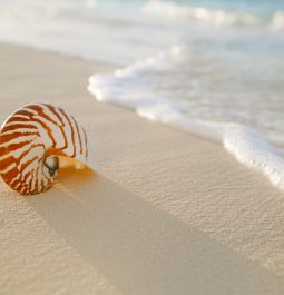 seashell on the beach