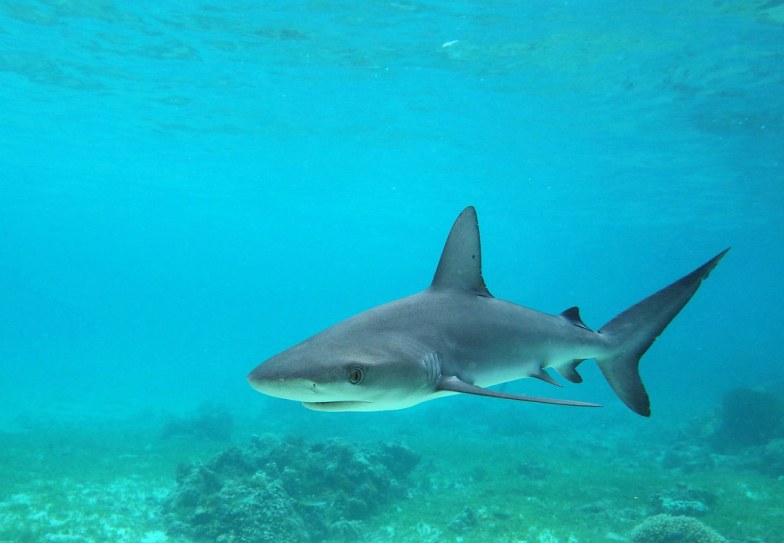 Galapagos Shark