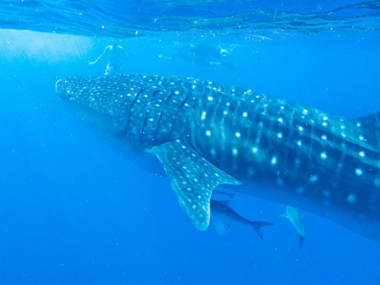 Ningaloo Reef Marine Park, Western Australia