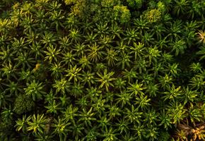 palm-plantation 