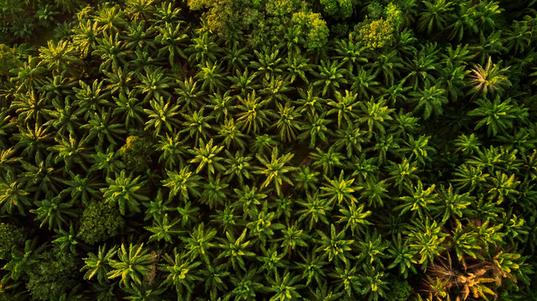 palm-plantation 