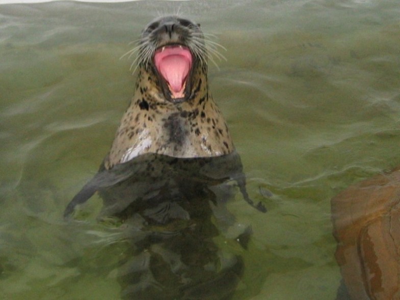 Seal at Seaside Aquarium