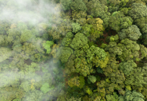 Forest canopy