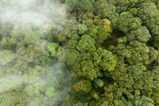 Forest canopy